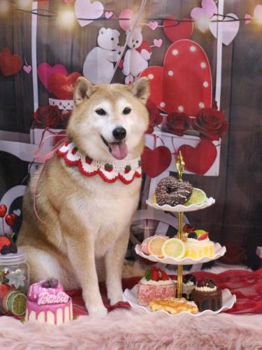 20250218こはるちゃん